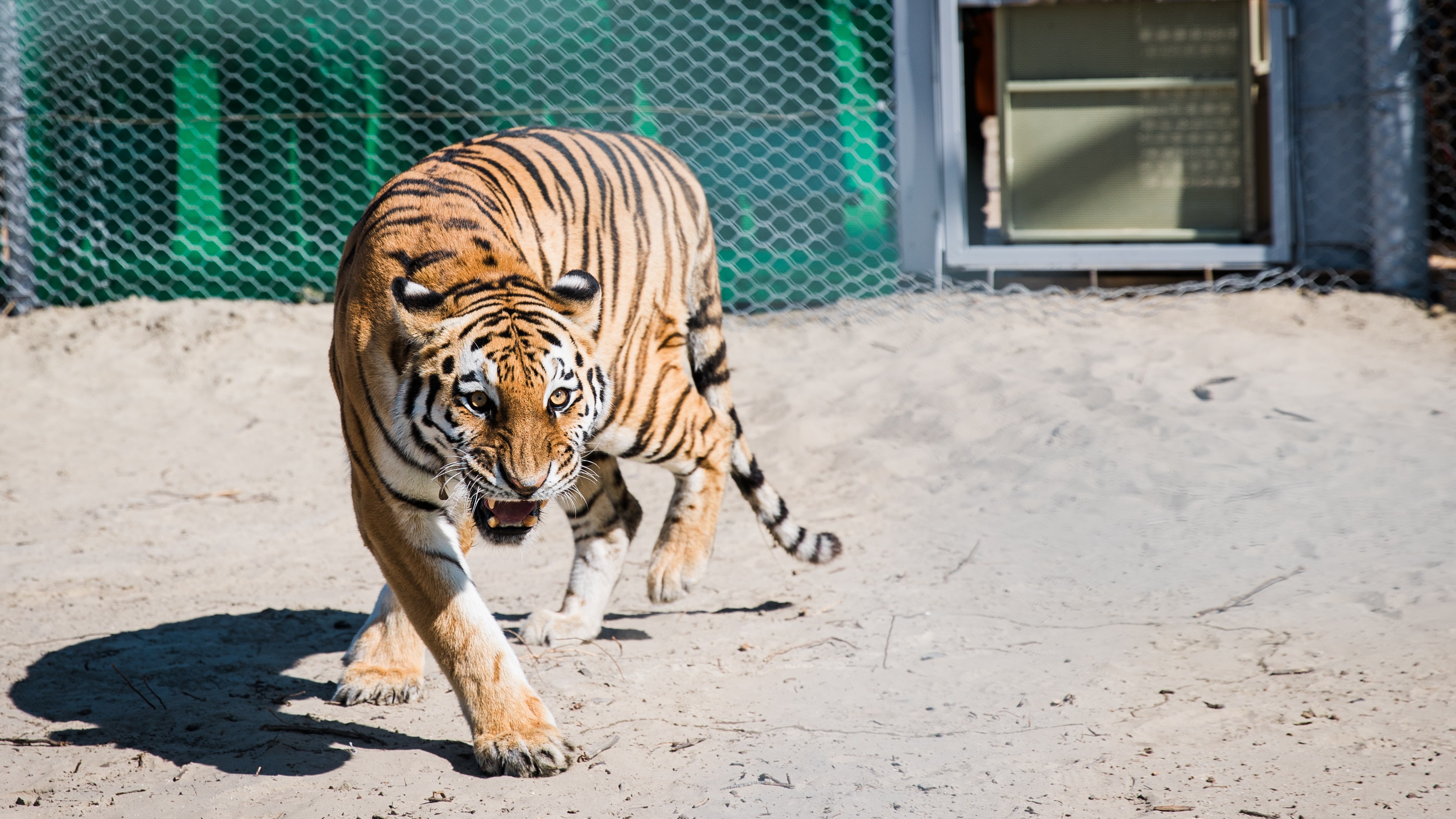 A photo of an Amur tiger being released into an enclosure in Kazakhstan. 