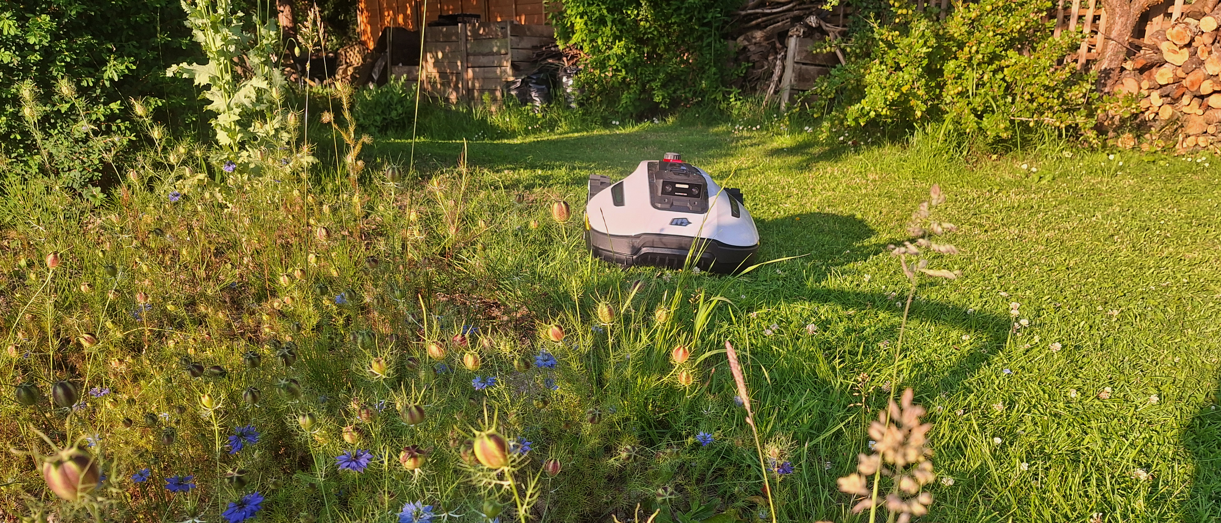 Mammotion Yuka Mini lawnbot in reviewer&#039;s garden