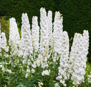 white Delphiniums at Sissinghurst