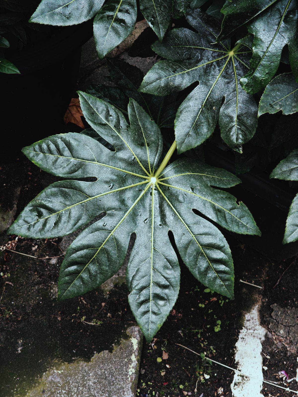 Close up of large green leaves