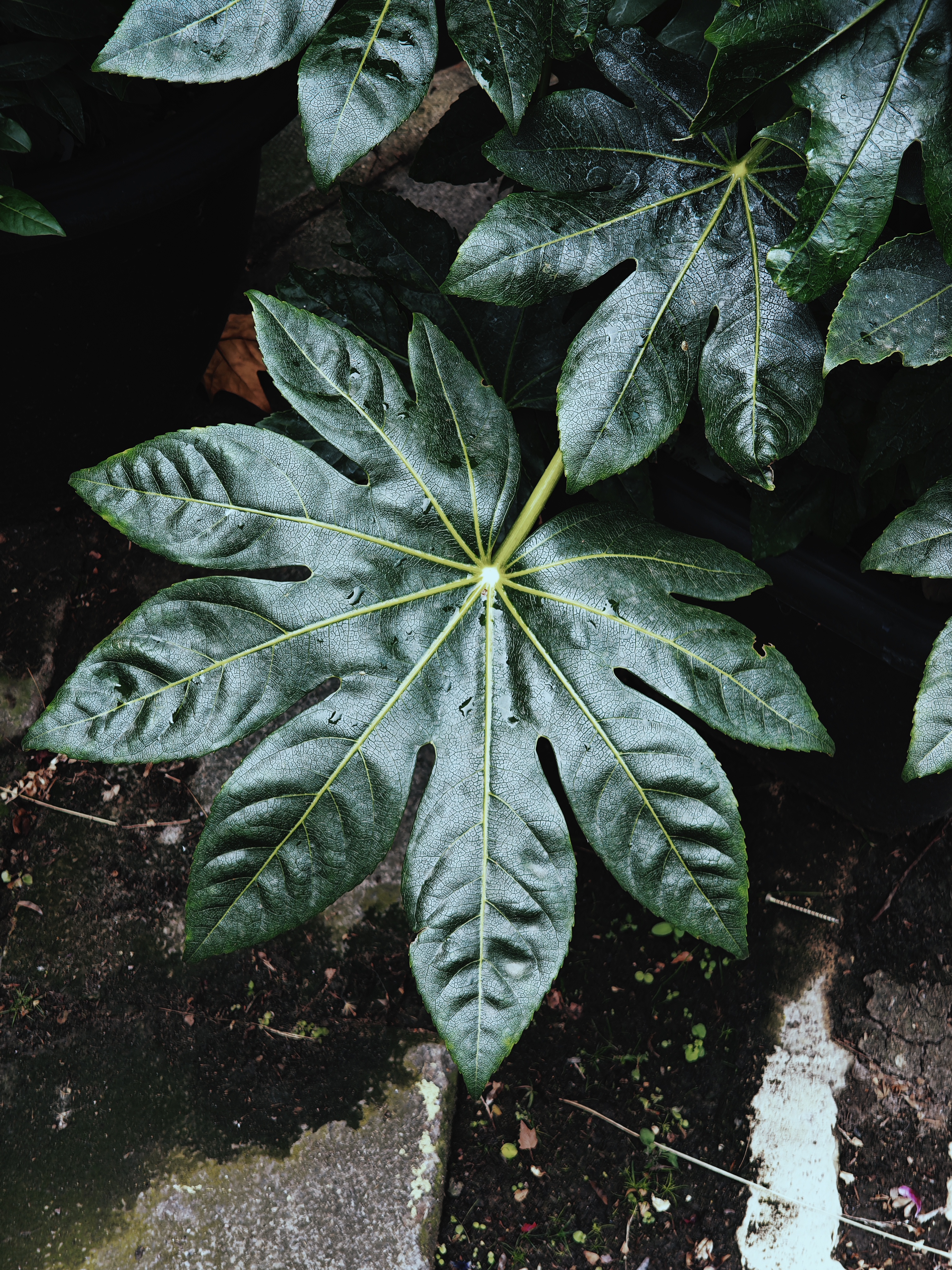 Close up of large green leaves