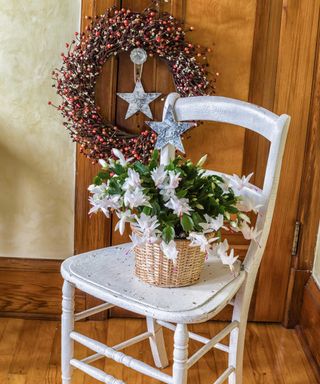 white Christmas cactus on chair