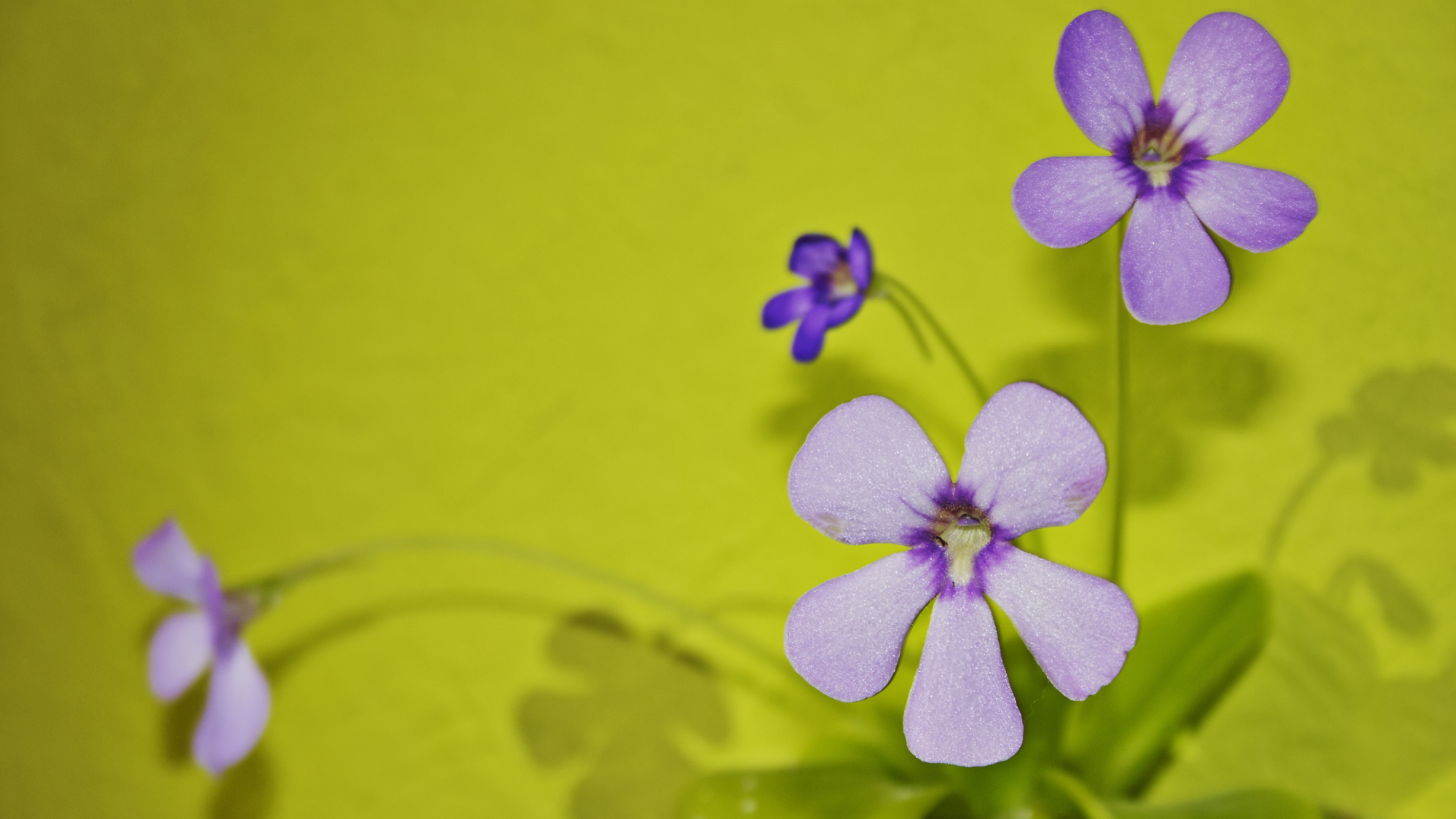 Insectivorous plant Pinguicula flowering on a green background