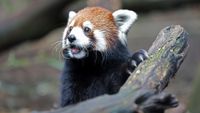 a red panda at the Nashville Zoo