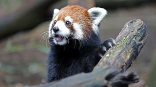 a red panda at the Nashville Zoo