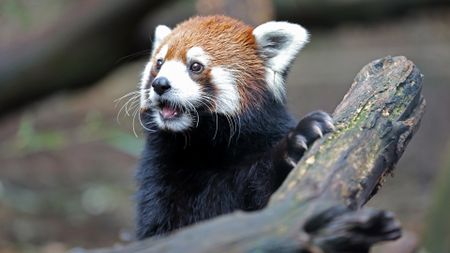 a red panda at the Nashville Zoo