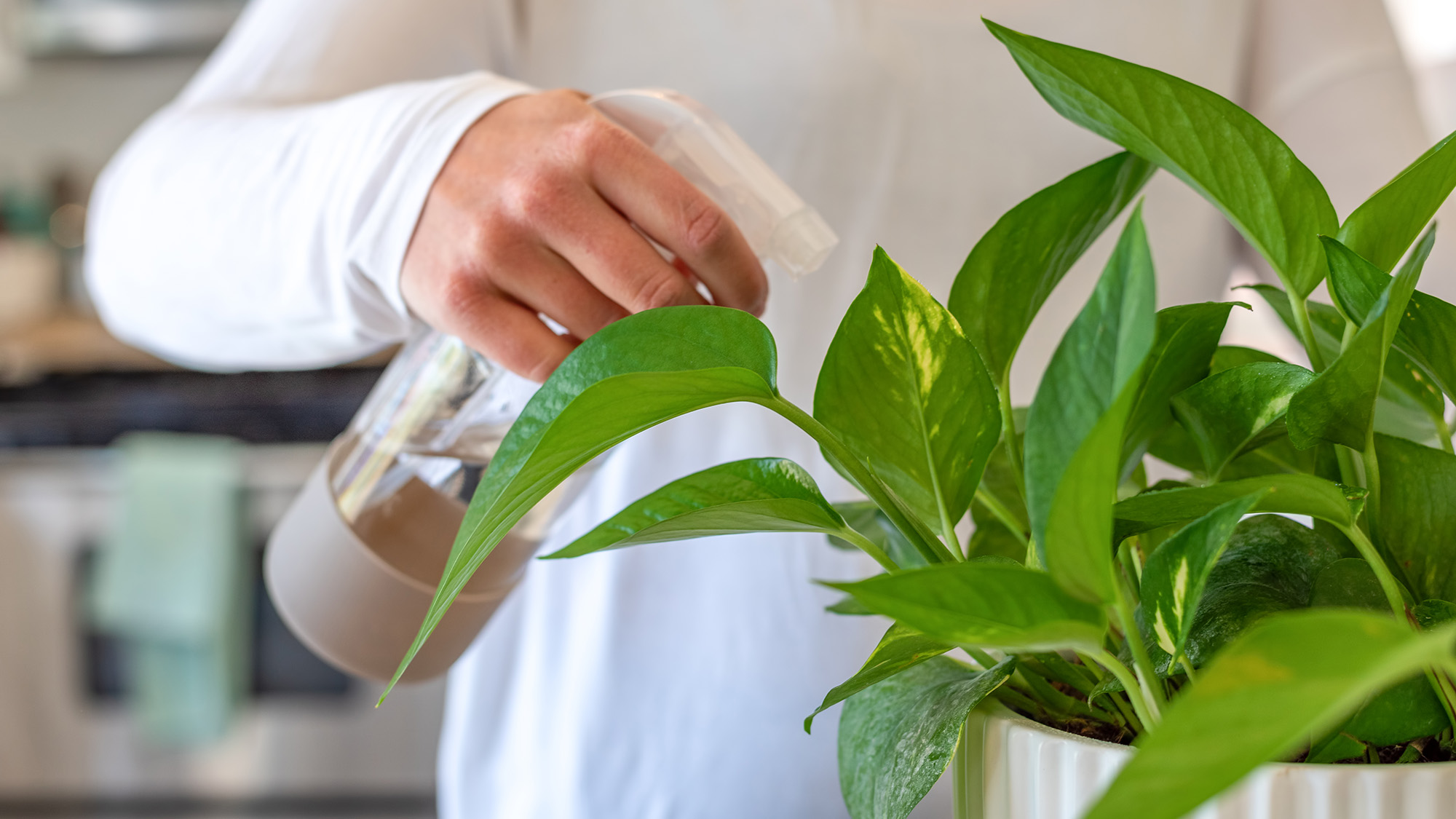 Misting a houseplant
