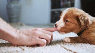 Puppy biting person's finger