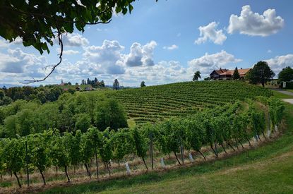 Jeruzalem wine region of Eastern Slovenia
