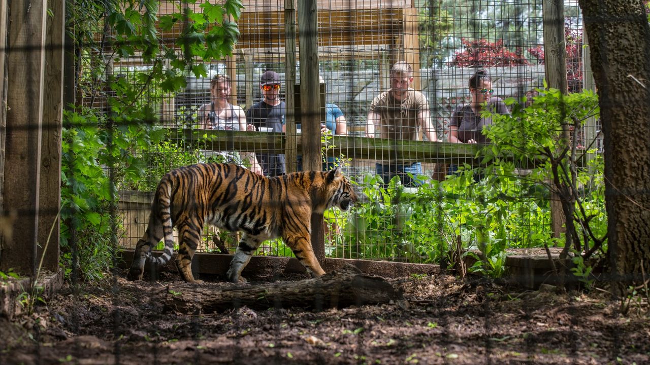 A tiger paces in its cage at a roadside zoo in Luray, Virginia.