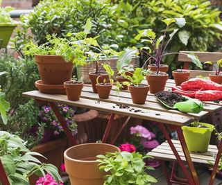 Balcony garden with pots and planters