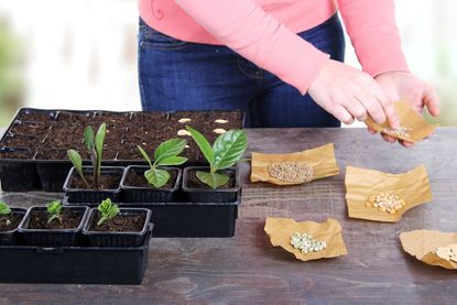 Person Propagating Plant Into individual Containers