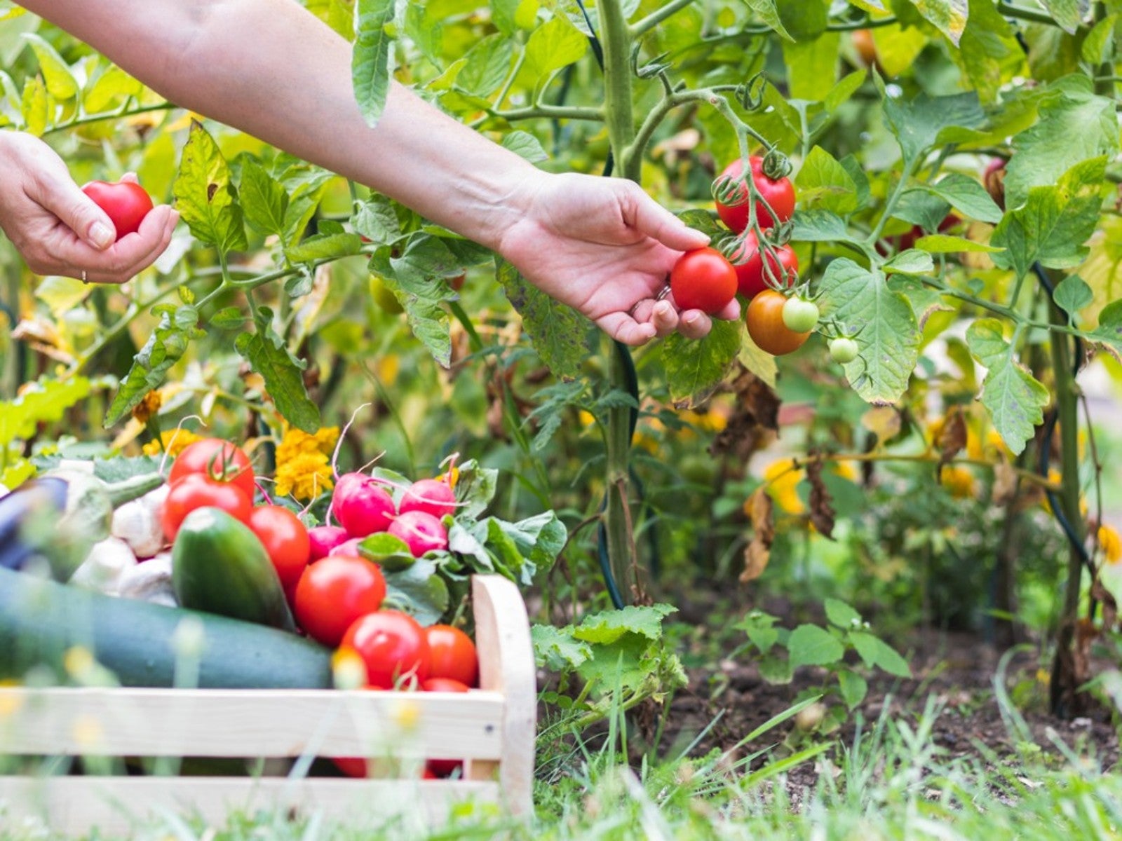 Why You Shouldn’t Harvest Vegetables After It Rains | Gardening Know How