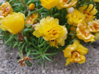 Samsung Galaxy Z Flip 3 camera samples