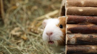 Guinea pig peeping out of shelter