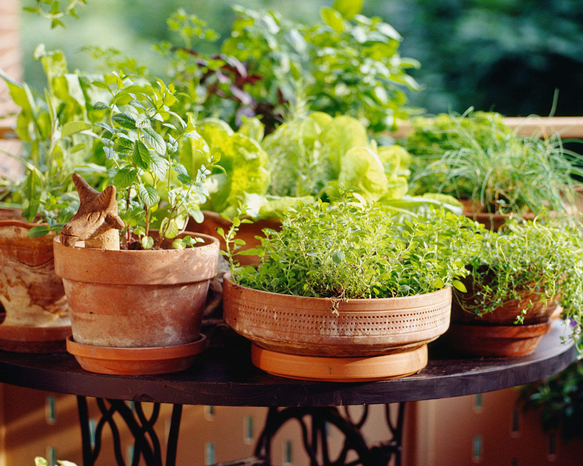 herbs growing in terracotta pots