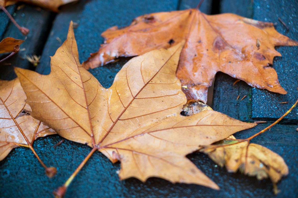 Nikon Z DX 16-50mm f/2.8 VR example shot