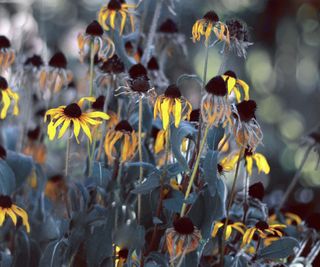 Dried black eyed susan