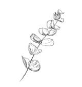 Eucalyptus plant illustration