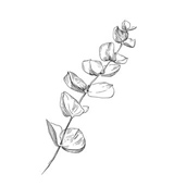 Eucalyptus plant illustration