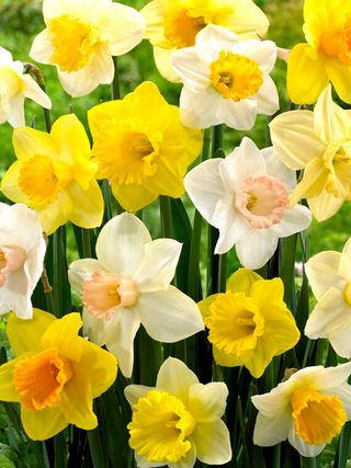 Daffodil natural mix for landscape gardeners