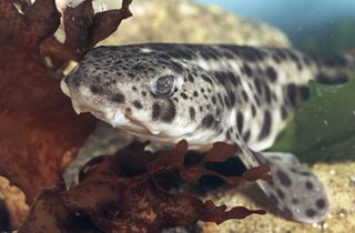 Nursehound shark