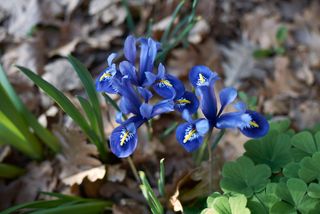 Winter flowering iris