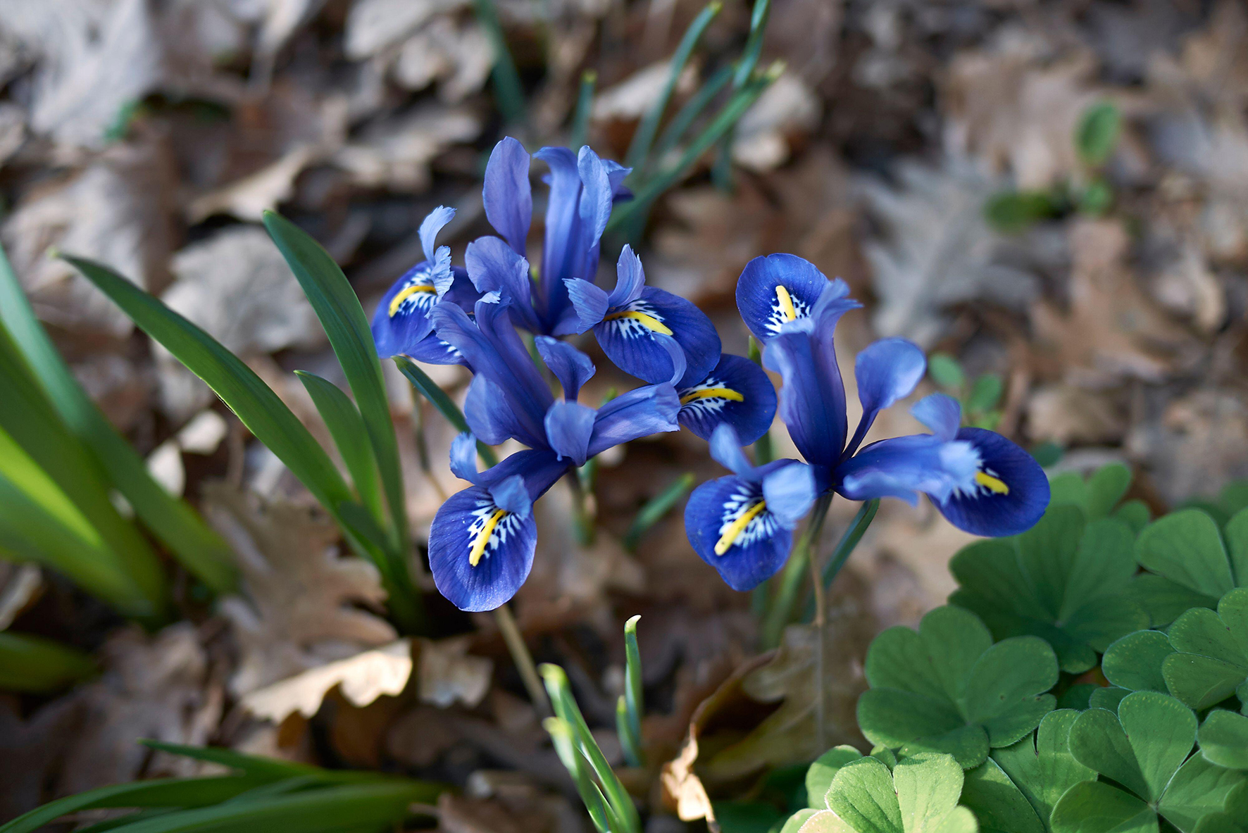 How To Grow Winter Iris For Pretty Displays During The Colder Months