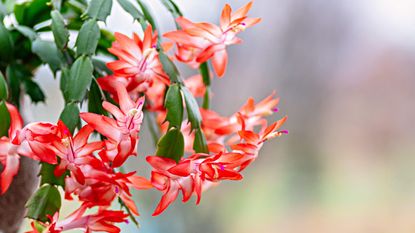 A blooming christmas cactus with red flowers