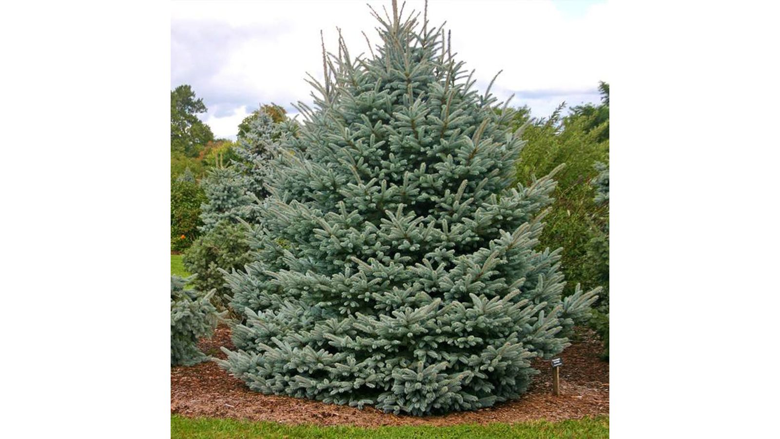 The best real Christmas trees 2021—which variety to buy Woman & Home