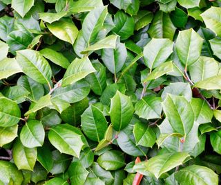 American holly showing rich green foliage