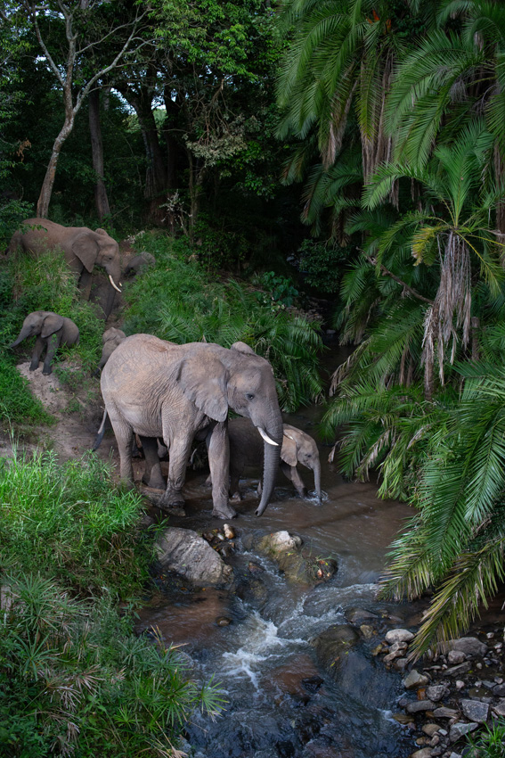 Elephants stepping into a brook surrounded by lush vegetation, in Kenya's Masai Mara national park