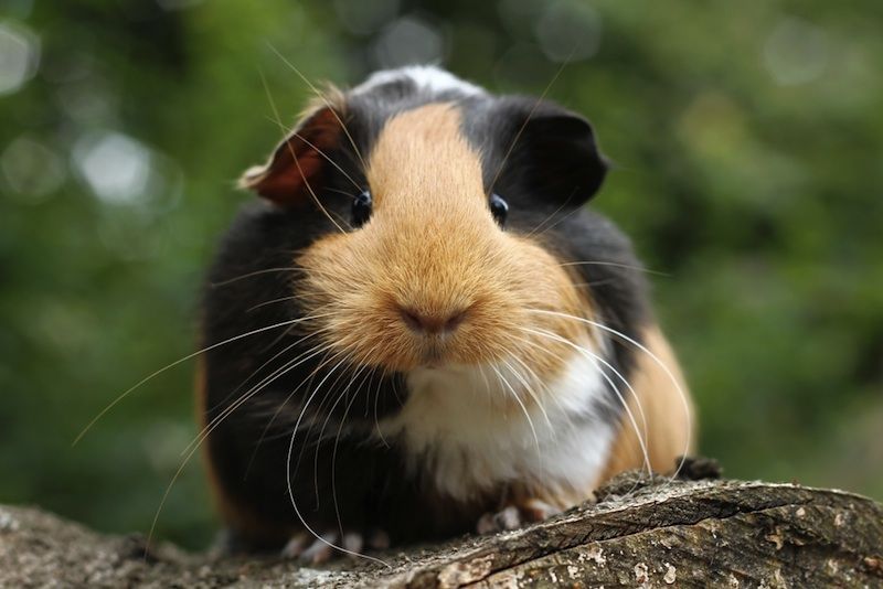 A guinea pig sitting outdoors.