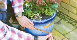 person putting copper tape around a plant pot to get rid of slugs naturally