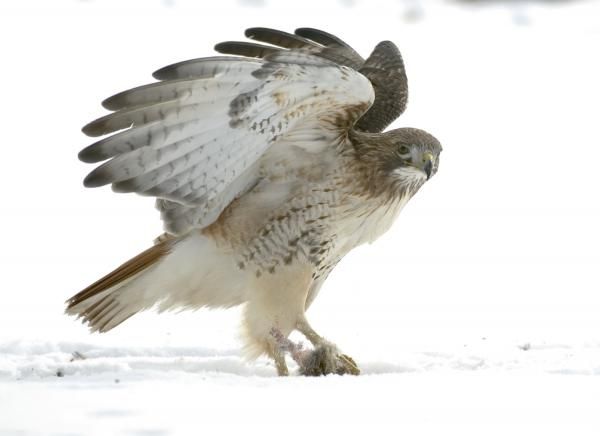 red-tail-hawk-101208-02