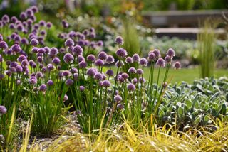 An edible garden with a close up of chives