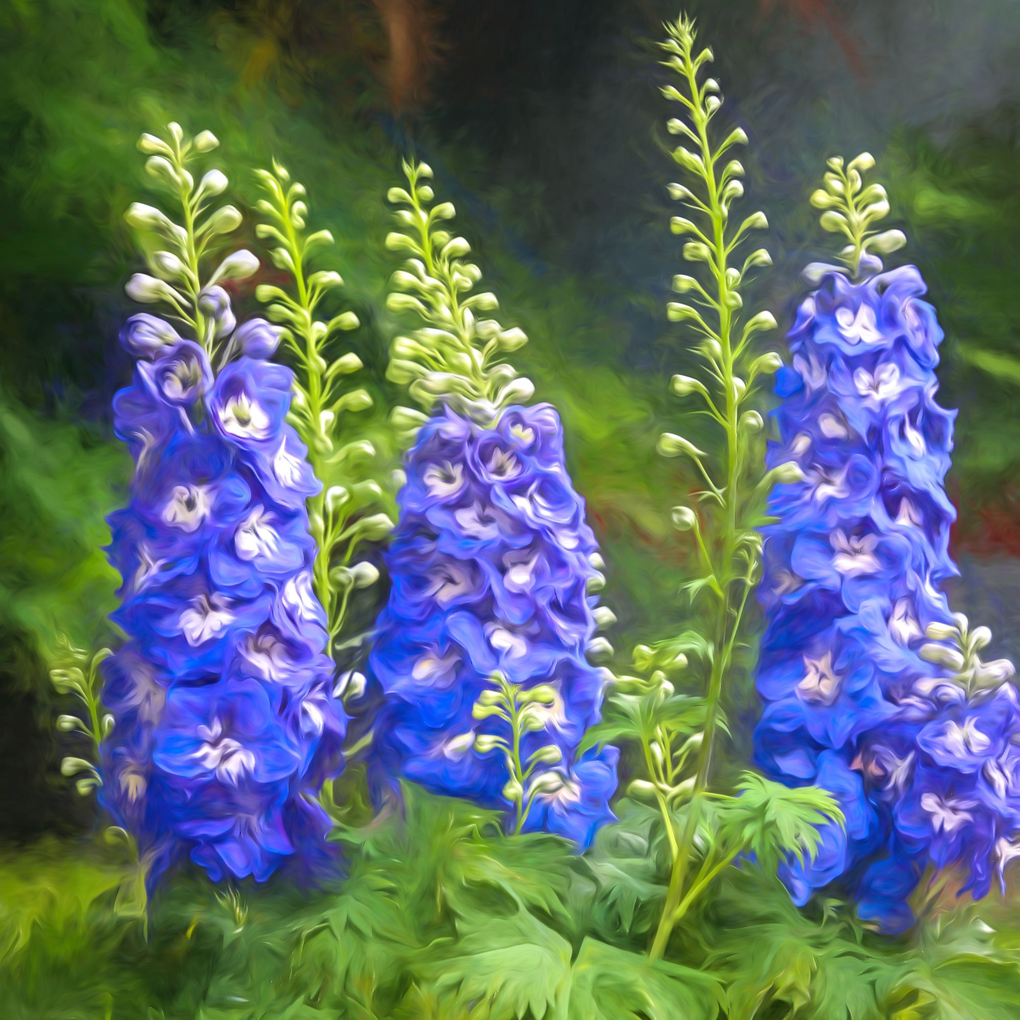 delphiniums in garden