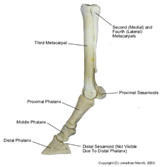 Horse distal forelimb bones.