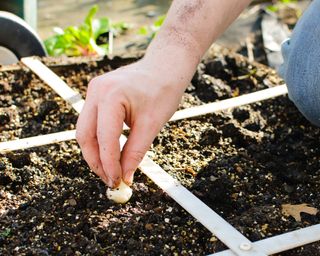 Planting bulbs in a square foot vegetable garden