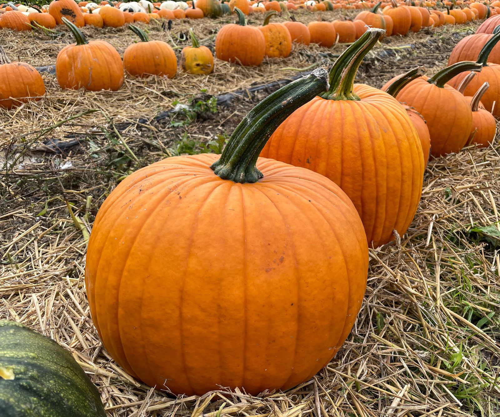 How to cure pumpkins tips from an experienced grower Homes and Gardens How to cure pumpkins tips from an experienced grower Homes and Gardens