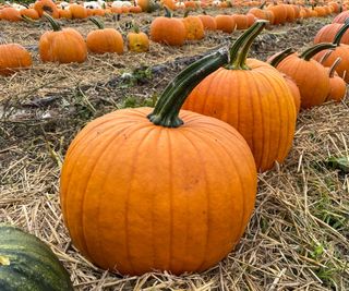 Orange pumpkins in a field