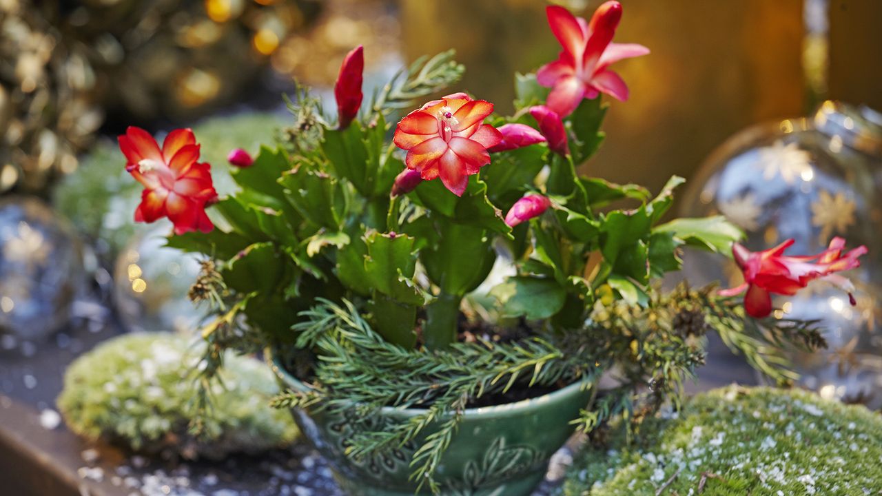 Thanksgiving cactus arranged in decorative holiday display