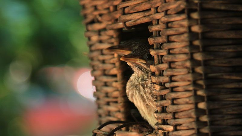 Bird in bird house