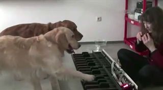 Two golden retrievers playing "Waltz of the Fleas" on the piano.