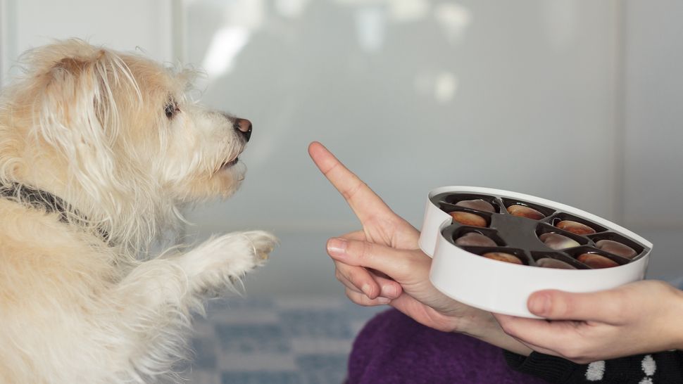 32 Foods That Dogs Should Never Eat | PetsRadar