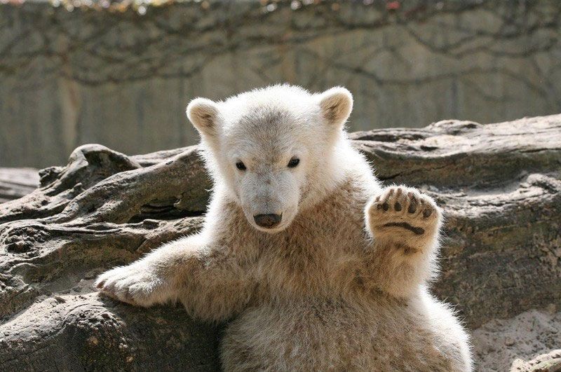 Knut at the Berlin Zoo