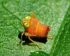 cute hopper nymph