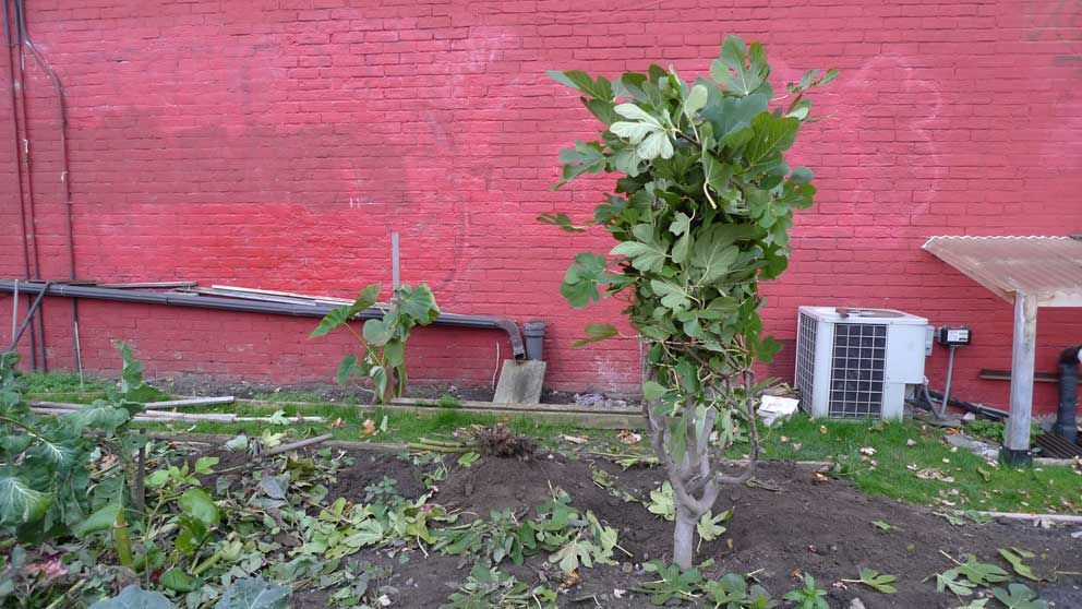 Burried Fruit Tree In Garden Next To Red Bulding