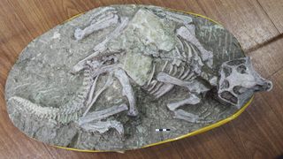 A remarkably well-preserved Psittacosaurus lujiatunensis fossil (IVPP-18343) from Liaoning Province in China. 