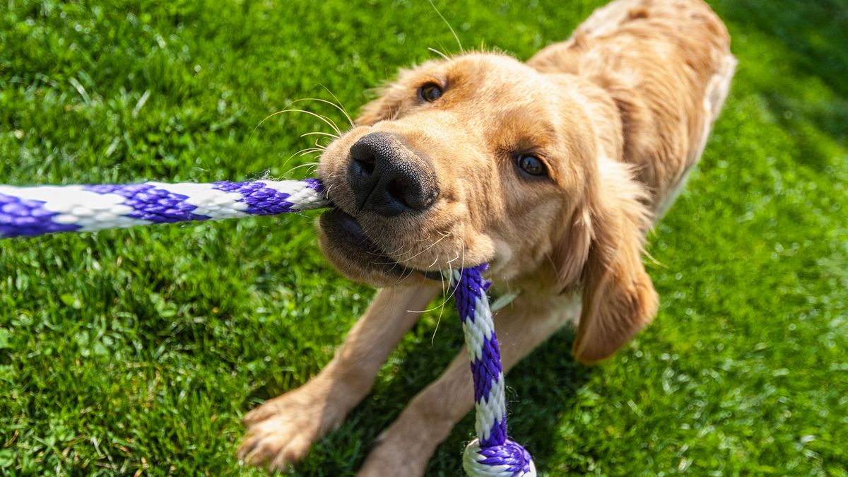 Dog playing with rope toy